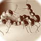Illustration for article titled Shooting Challenge: Bugs 3